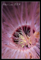   Tube anemone.Nikon F10060mmf111180YS120RVP100. anemoneNikon anemone Nikon F100,60mm,f11,1/180,YS-120,RVP100. F100,60mm,f11,1/180,YS-120,RVP100 F100,60mm,f11,1180,YS-120,RVP100. F100,60mm,f11,1 180,YS-120,RVP100. F100,60mm,f11,1/180,YS120,RVP100. F100,60mm,f11,1/180,YS 120,RVP100.  